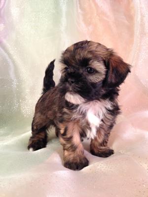 Female Lhasa Bichon Puppy #9 DOB 10-20-14 The puppies for sale will be ready by Christmas!